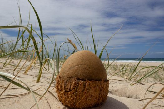 Coconuts on the beach. Thailand