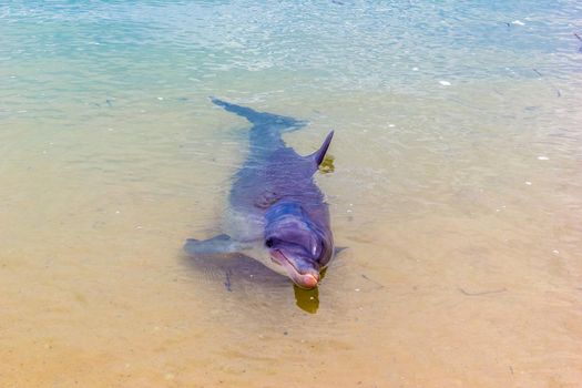 wild dolphins near the shore in Australia Monkey Mia beach, Shark Bay Australia