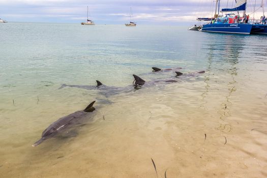 wild dolphins near the shore in Australia Monkey Mia beach, Shark Bay Australia