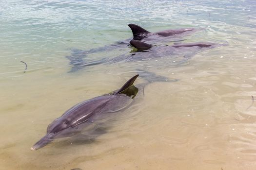 wild dolphins near the shore in Australia Monkey Mia beach, Shark Bay Australia