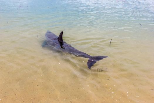 wild dolphins near the shore in Australia Monkey Mia beach, Shark Bay Australia