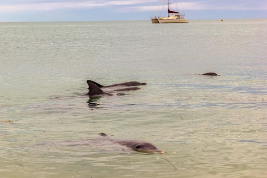 wild dolphins near the shore in Australia Monkey Mia beach, Shark Bay Australia