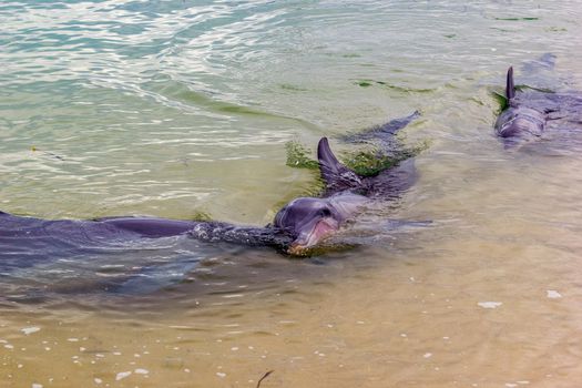 wild dolphins near the shore in Australia Monkey Mia beach, Shark Bay Australia