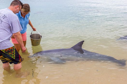 Monkey Mia, Australia - April 15, 2015- wild dolphins near the shore get in touch with humans