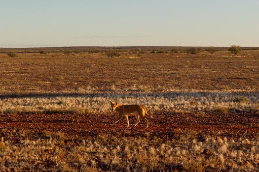 Australian dingo looking for a prey in the middle of the outback in central Australia. The dingo is looking towards the left.