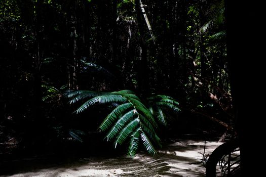 Morning light in beautiful jungle garden