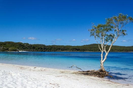 Der Lake Mackenzie auf Fraser Island vor dem Sonnenschein von Queensland ist ein wunderschöner Süßwassersee, der bei Touristen beliebt ist, die Fraser Island besuchen. Queensland, Australien.