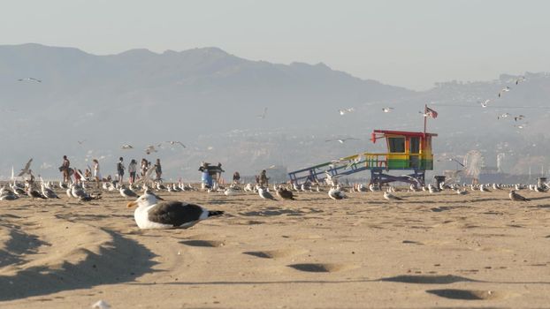 LOS ANGELES CA USA - 16 NOV 2019: California summertime Venice beach aesthetic. Sea gulls on sunny california coast, iconic retro wooden rainbow lgbt pride lifeguard watchtower near Santa Monica.