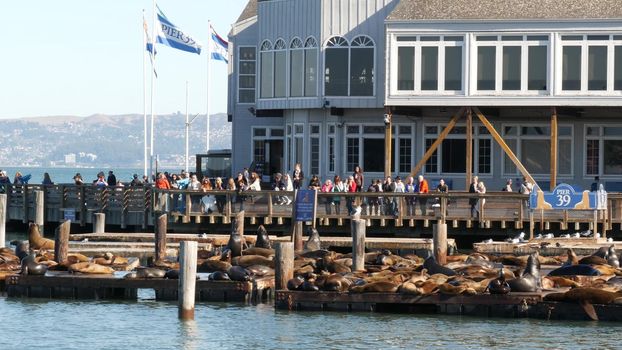 SAN FRANCISCO, CALIFORNIA, USA - 25 NOV 2019: Many seals on pier 39, tourist landmark. People near sea lion rookery in natural habitat . Colony of wild marine mammals at harbor dock, herd at wharf.