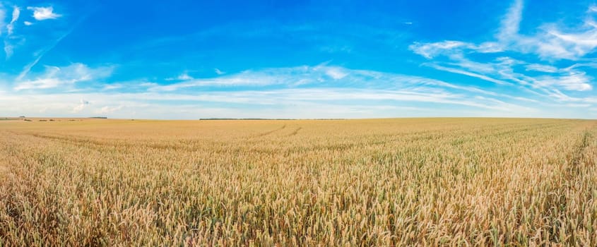 field of ripe wheat against the sky. High quality photo