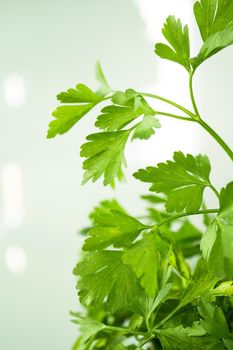 Fresh parsley. Seasoning for healthy cooking. Suitable for vegetarians and vegans