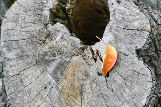 autumn yellow leaf on a tree stump. High quality photo