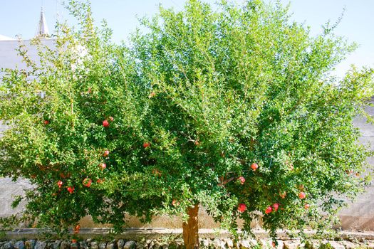 summer fruits freshly picked from Italian countryside