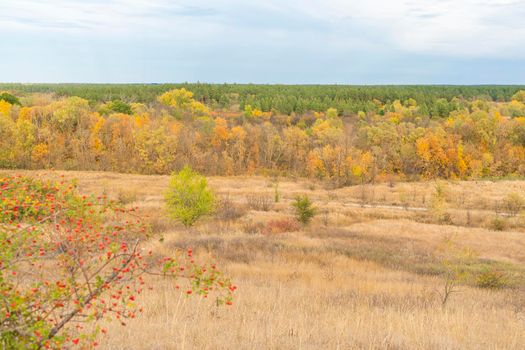 autumn forest landscape with blue sky background. High quality photo