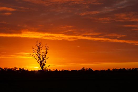 once in a lifetime sunset in Australia with silhouettes of trees, Cobram, Victoria.
