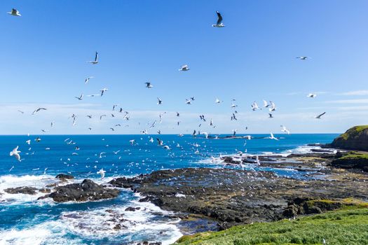 Hunderte von Möwen fliegen bei den Adligen in Phillip Island, Victoria, Australien