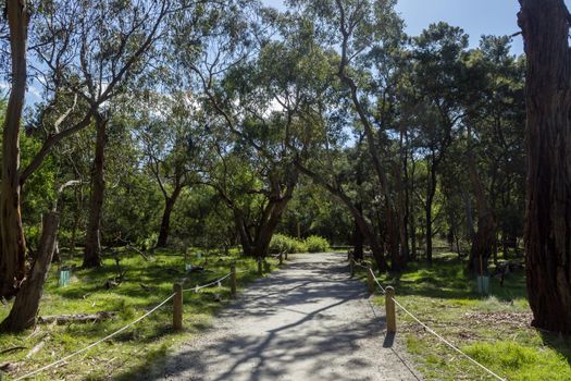 Eucalyptus tree tunnel, Koloa Park, Victoria Australia