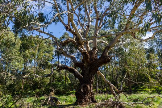 Australian Eucalyptus tree looking up at the sky, Philip Island, Victoria