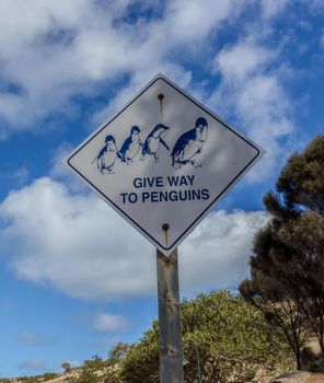 Sign indicating to give way to penguins, granite island, australia