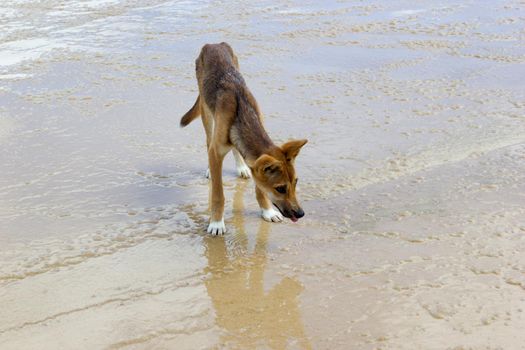 Dingo on the beach in Great Sandy National Park, Fraser Island Waddy Point, QLD, Australia.