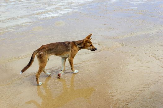 Dingo on the beach in Great Sandy National Park, Fraser Island Waddy Point, QLD, Australia.