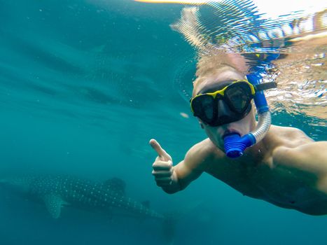 Young man snorkeling underwater with a large whale shark. Australia
