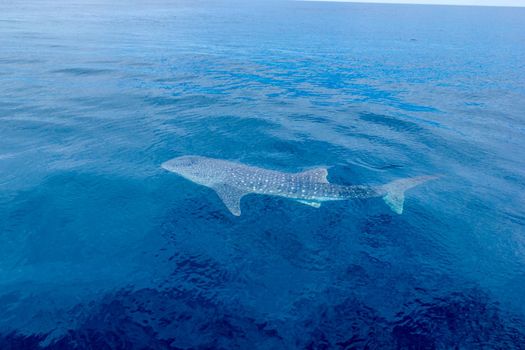 a small baby Whale Shark, shot from a boat, Nigaloo Reef