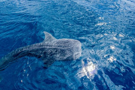 a small baby Whale Shark, shot from a boat, Nigaloo Reef