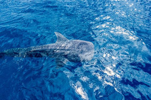 a small baby Whale Shark, shot from a boat, Nigaloo Reef