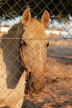 Beautiful couples, fields and landscapes of the Cordoba mountains in Spain. Photograph taken in the month of July. Horse in the field