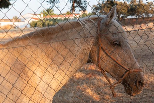 Beautiful couples, fields and landscapes of the Cordoba mountains in Spain. Photograph taken in the month of July. Horse in the field