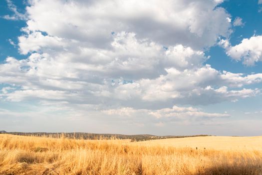 Beautiful couples, fields and landscapes of the Cordoba mountains in Spain. Photograph taken in the month of July.