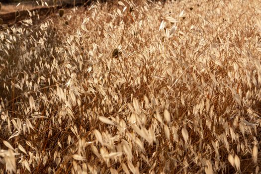 Beautiful couples, fields and landscapes of the Cordoba mountains in Spain. Photograph taken in the month of July. Cereal field