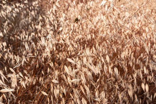 Beautiful couples, fields and landscapes of the Cordoba mountains in Spain. Photograph taken in the month of July. Cereal field