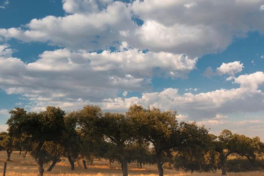 Beautiful couples, fields and landscapes of the Cordoba mountains in Spain. Photograph taken in the month of July.