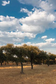 Beautiful couples, fields and landscapes of the Cordoba mountains in Spain. Photograph taken in the month of July.