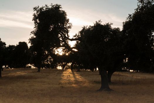 Beautiful couples, fields and landscapes of the Cordoba mountains in Spain. Photograph taken in the month of July.