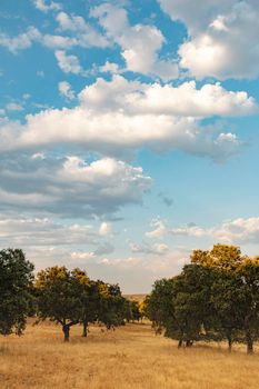 Beautiful couples, fields and landscapes of the Cordoba mountains in Spain. Photograph taken in the month of July.