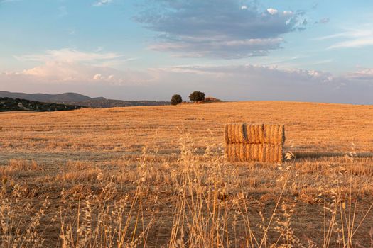 Farm-packed cereals Beautiful couples, fields and landscapes of the Cordoba mountains in Spain. Photograph taken in the month of July.