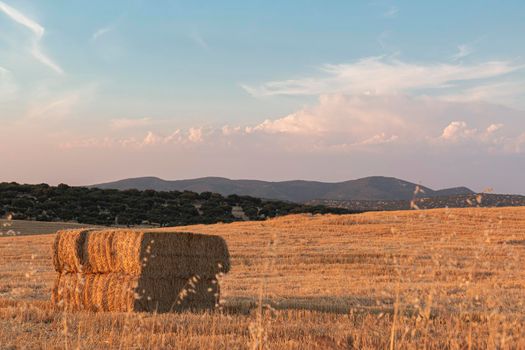 Farm-packed cereals couples, fields and landscapes of the Cordoba mountains in Spain. Photograph taken in the month of July.