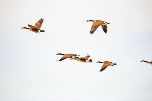 Canadian geese migrate in the sky. High quality photo