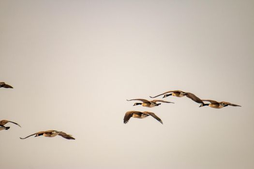 Canadian geese migrate in the sky. High quality photo