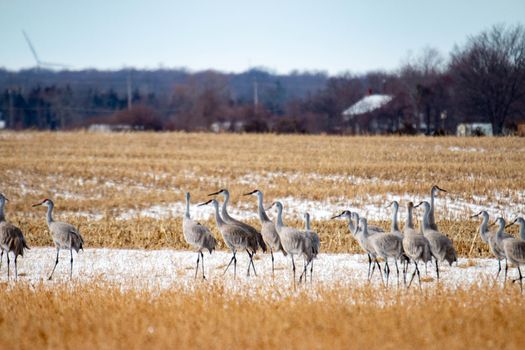 Group of sandhill cranes congregating in Ontario as they migrate. High quality photo