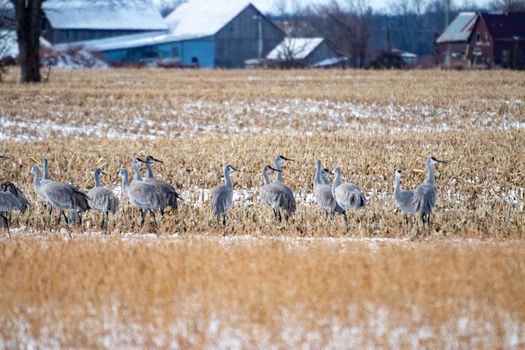 Group of sandhill cranes congregating in Ontario as they migrate. High quality photo