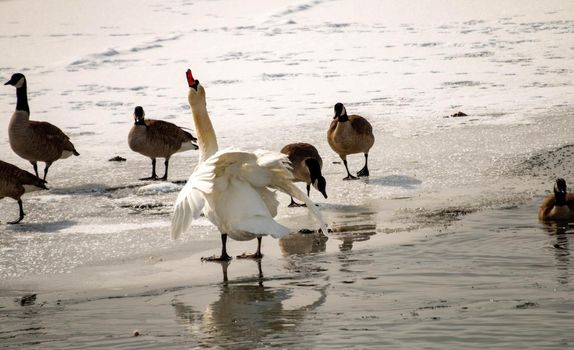 Mute swan, cygnus olor in a canadian pond in winter season . High quality photo