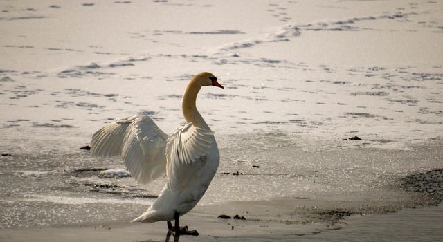 Mute swan, cygnus olor in a canadian pond in winter season . High quality photo