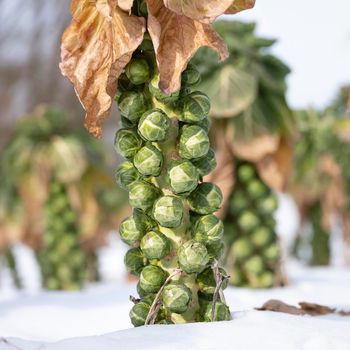 closeup of brussels sprouts in winter field with snow
