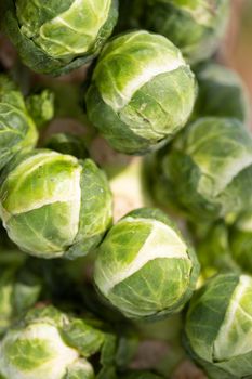 closeup of brussels sprouts in winter field on plant