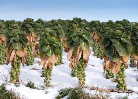 brussels sprouts in winter field with snow under blue sky
