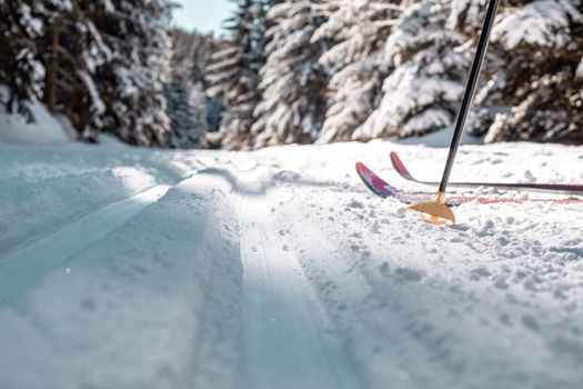 cross-country skiing in the woods in the snow in winter.